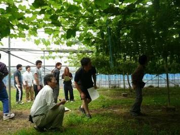 果樹ハウス見学の様子