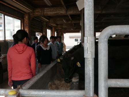 肉用牛牛舎見学の様子