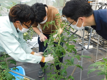 昨年度の様子（野菜）