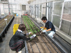 親株定植風景