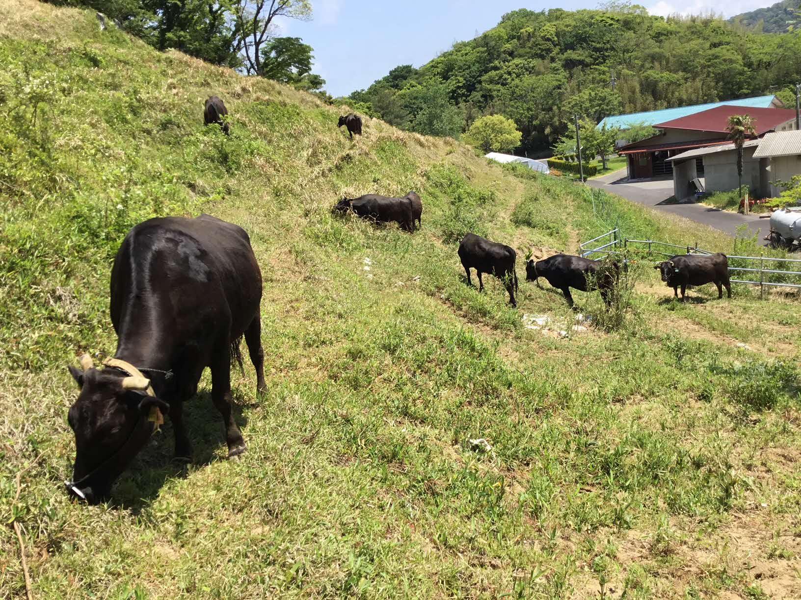 里山放牧の様子