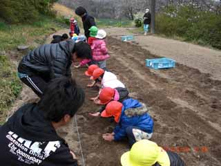 島根県 園児たちとじゃがいもを植えました トップ しごと 産業 農林業 地方機関 農林大学校 野菜専攻