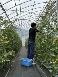 ミニトマトの栽培管理