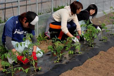 有機農業専攻でトマトの定植