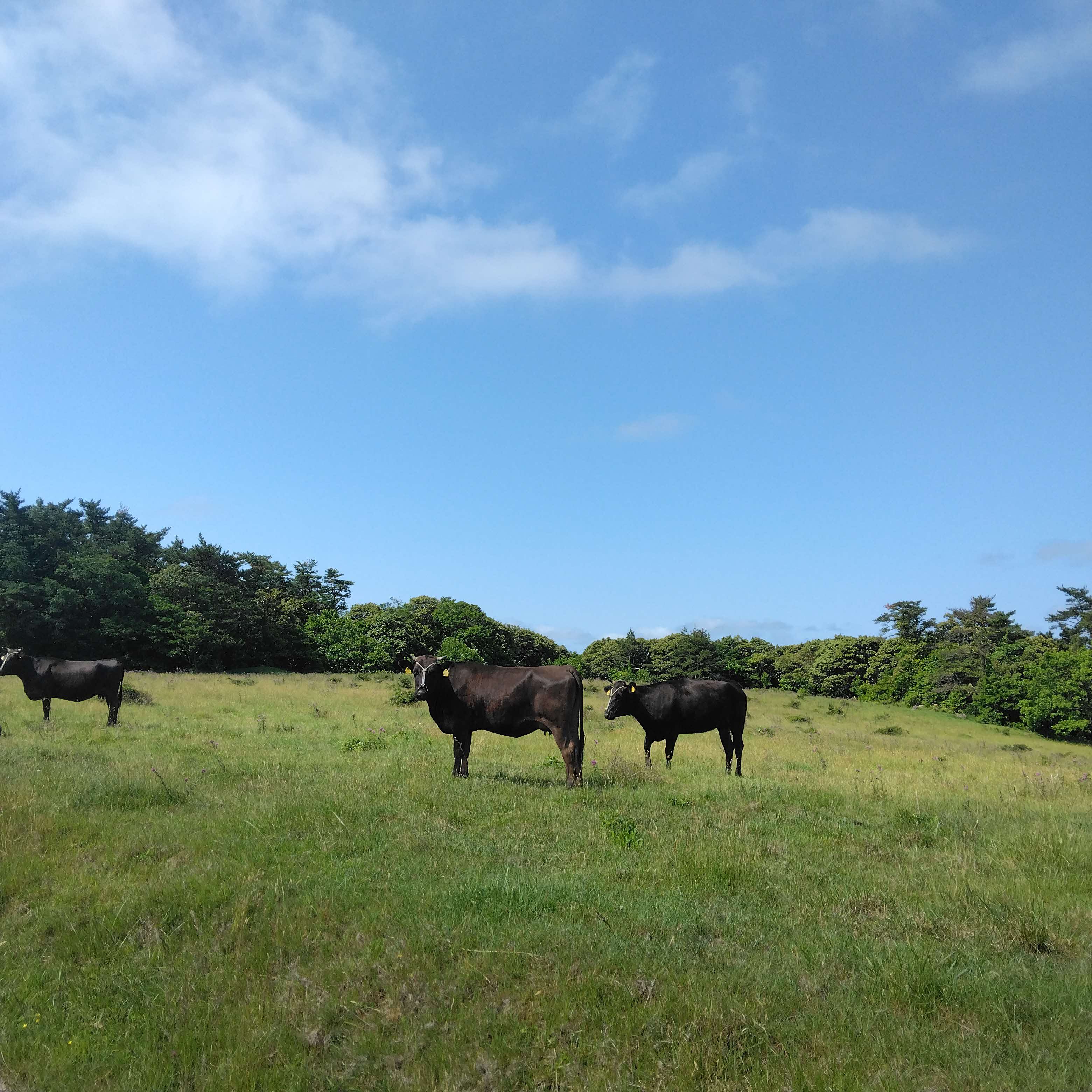 隠岐の島町の放牧風景