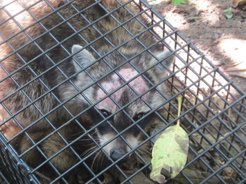 捕獲されたアライグマ