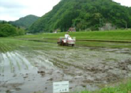 田植え