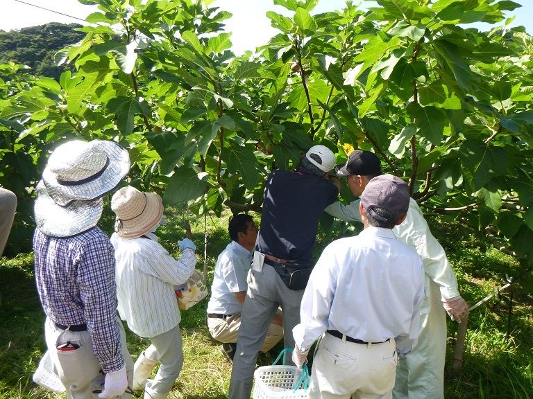 いちじく収穫実習の様子