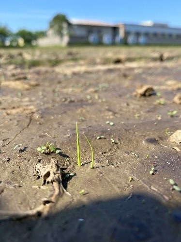 直播栽培発芽の様子の写真