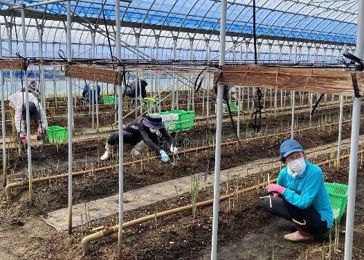 アスパラガス春芽の収穫（３月）の写真