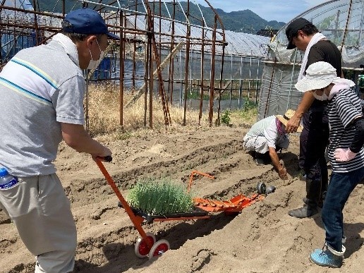 白ねぎの定植作業（６月）の写真