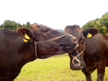 放牧中の２頭の牛