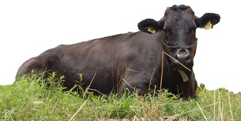 牛が草の上で横になっている画像