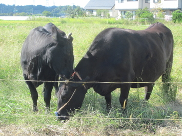 研究センターの放牧牛２頭