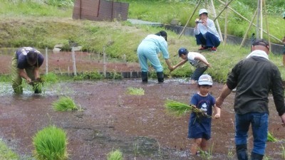 不耕起水田での田植え