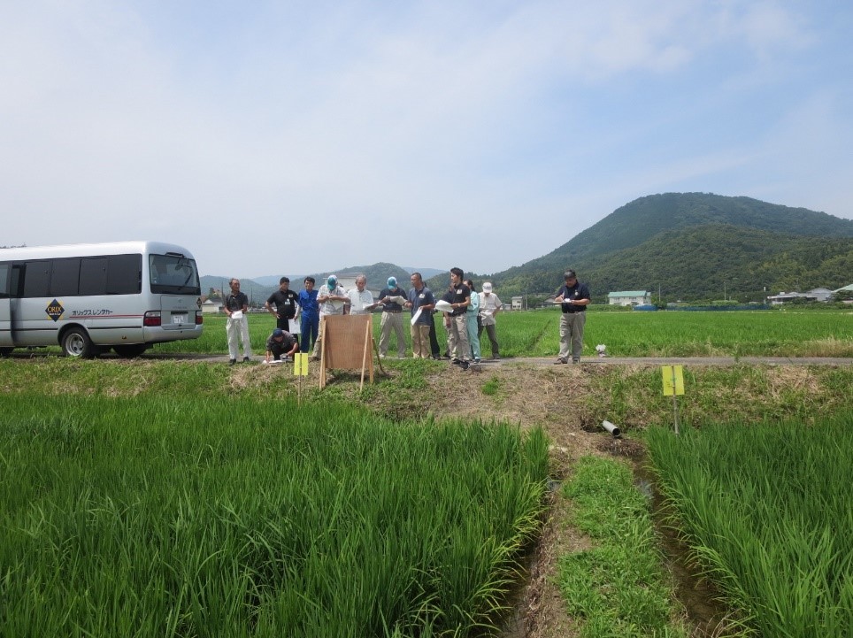 県実証ほ・つきあかり(八雲町)