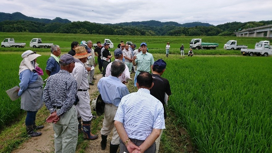 現地ほ場の生育状況説明