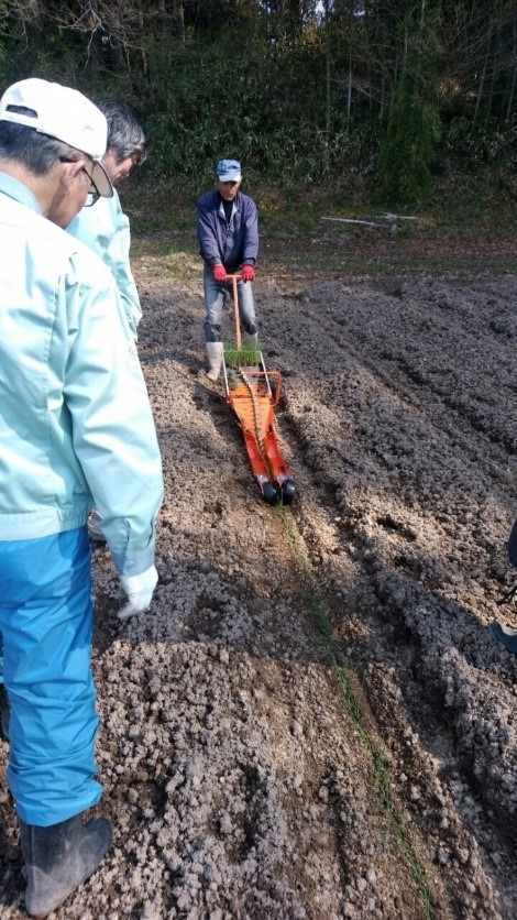 定植作業の様子