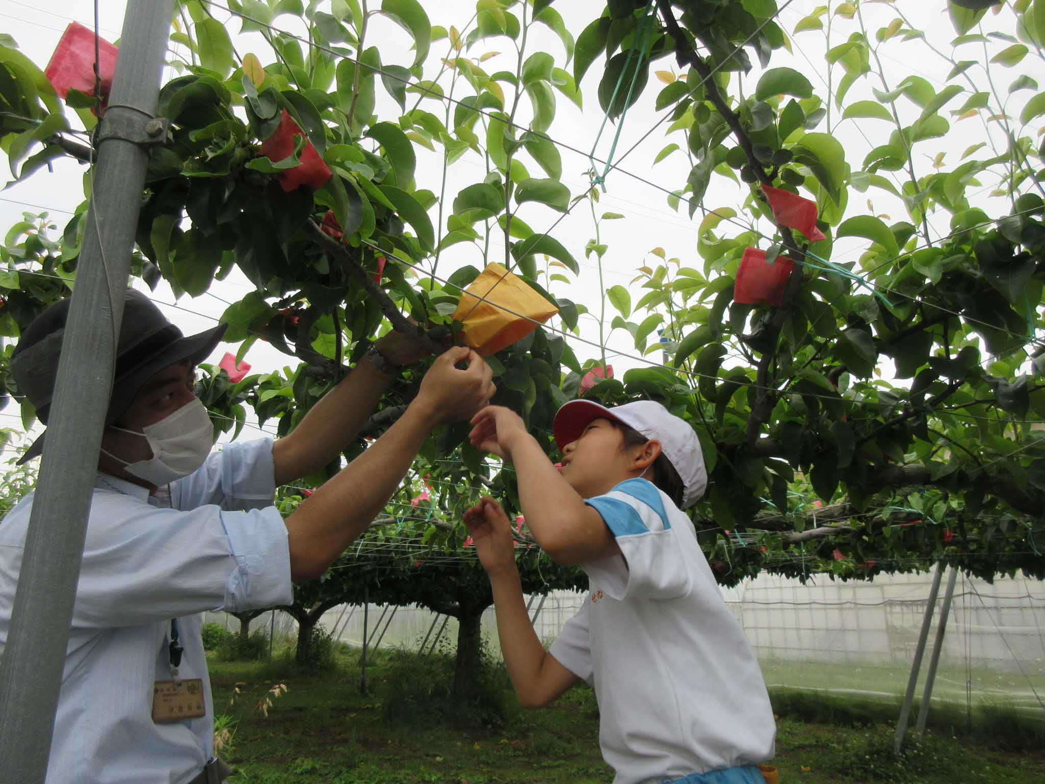 小学生による梨の袋掛け作業体験の様子