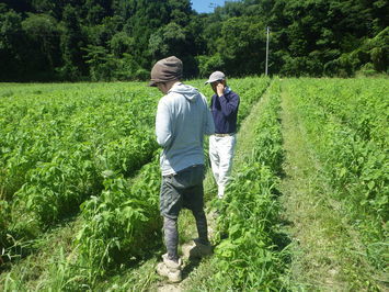 川本町