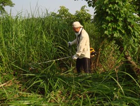 草を刈って・・・・