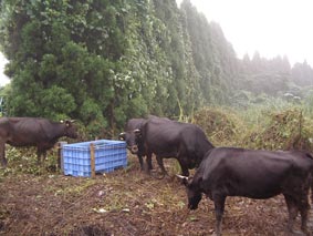 4頭せいぞろい！