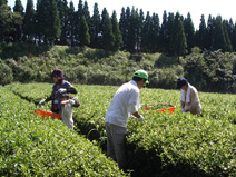 茶畑の草取りもしたよ