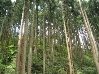 間伐された森林の写真