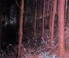 間伐前の林内写真