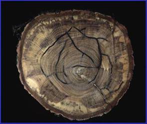 カシナガの穿入孔道と、ナラ菌の感染によって黒褐色に変色した被害木の木口断面