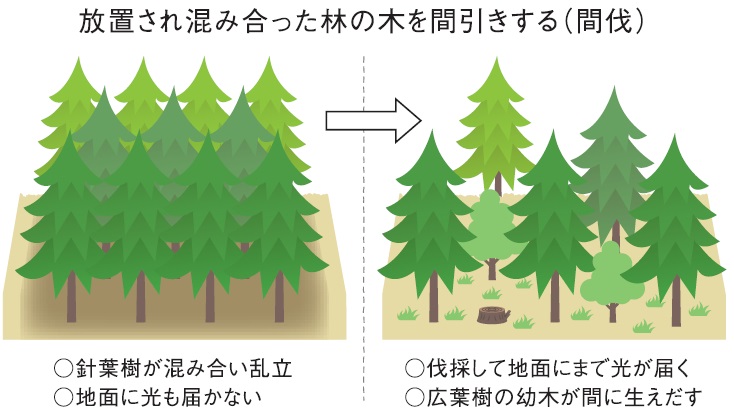 間伐のイメージ図