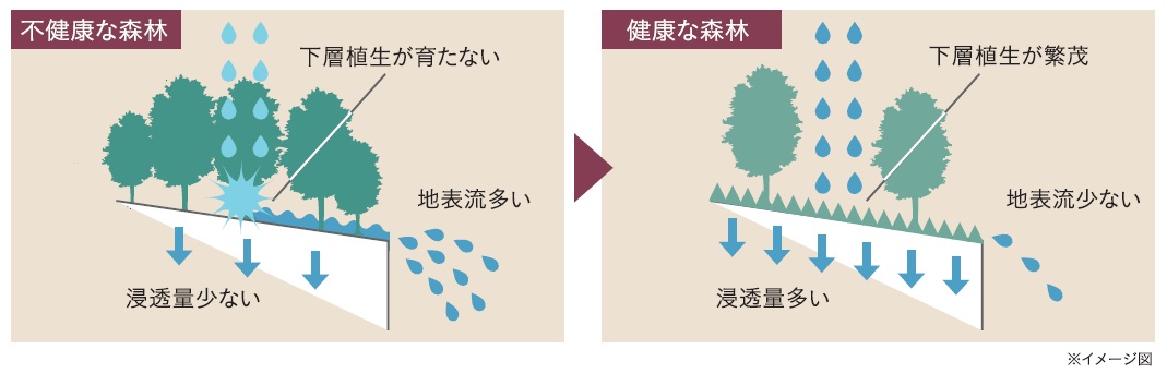 健康な森と不健康な森