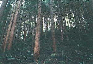 不健全な森林の画像です