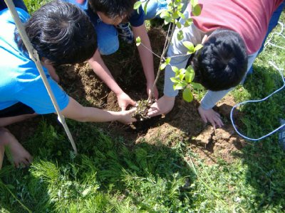 子ども達が植栽しています