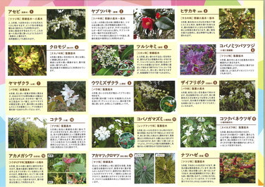 ふるさと森林公園「花と実」ガイド１（縮小図）