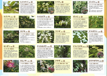 ふるさと森林公園「花と実」ガイド２（縮小図）