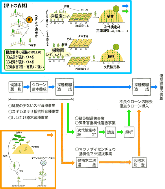 林木育種イメージ図