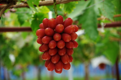 島根県育成ぶどう神紅