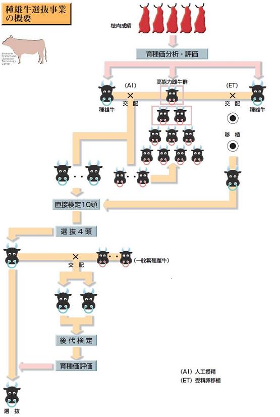 種雄牛選抜事業の概要について