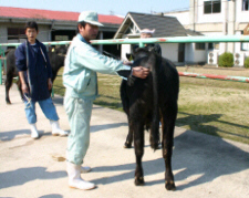 直接検定牛の測尺