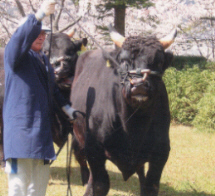 種雄牛の調教の様子