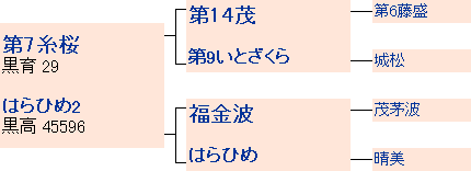 糸晴波の系統図