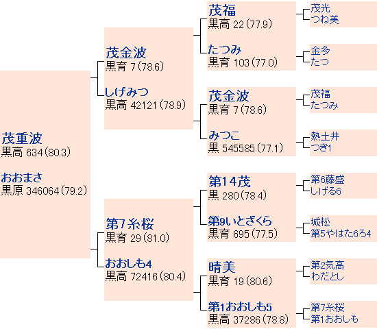 茂重桜の系統図