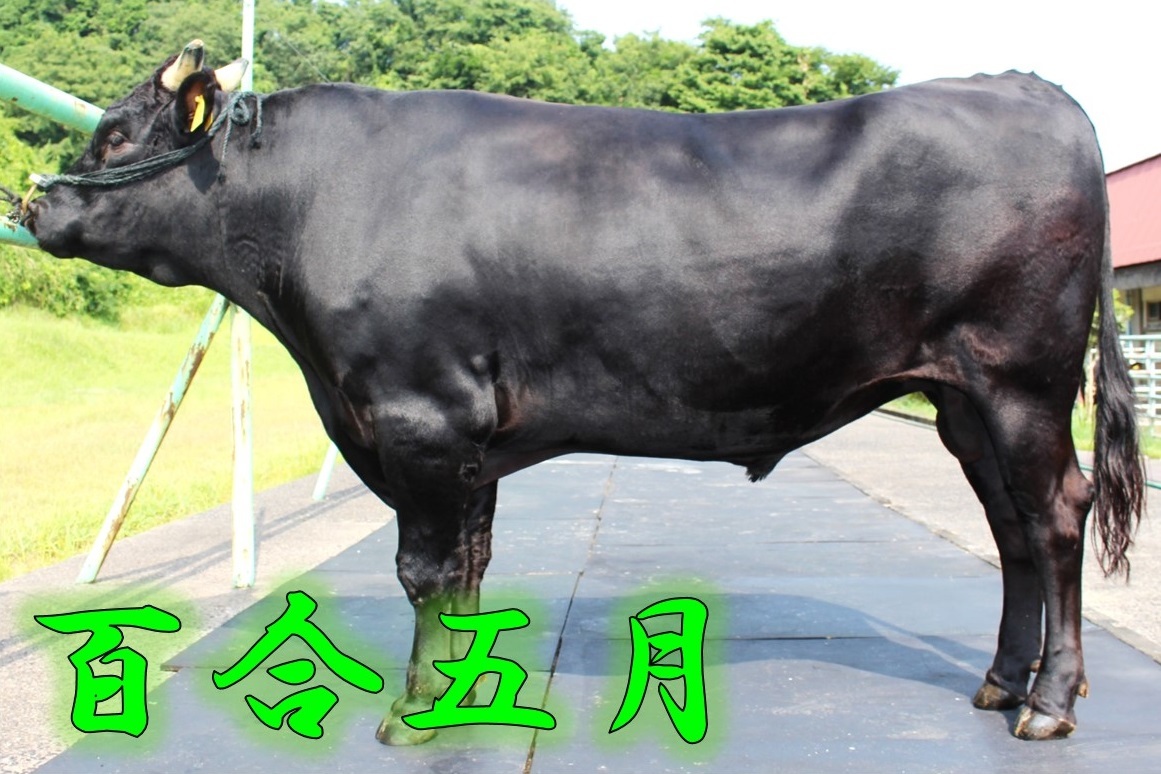 島根県 しまね和牛種雄牛情報 トップ しごと 産業 農林業 生産振興 しまね和牛種雄牛情報 島根県 しまね和牛種雄牛情報 トップ しごと 産業 農林業 生産振興 しまね和牛種雄牛情報