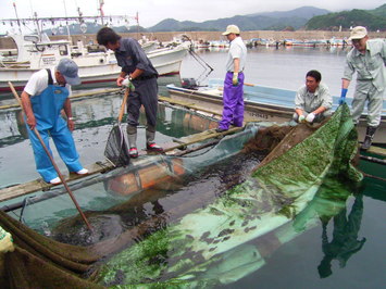 放流の様子の写真