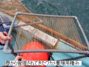 春から管理されてきたワカメ養殖用種糸