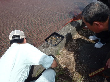 人工河川からすくい上げられた石