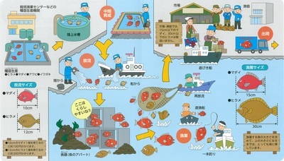 栽培漁業の流れ