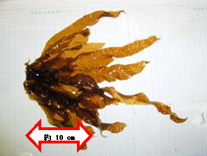 収穫したセイヨウハバノリの写真 収穫したセイヨウハバノリの写真
