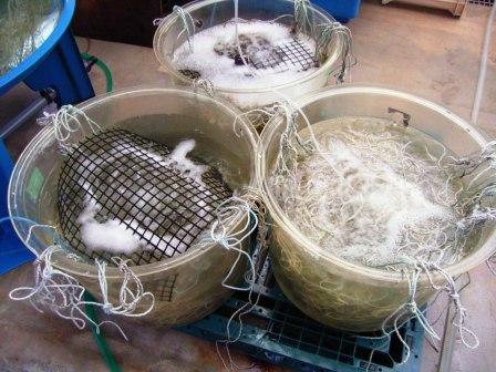 のり網を入れた水槽で管理する様子の写真 のり網を入れた水槽で管理する様子の写真